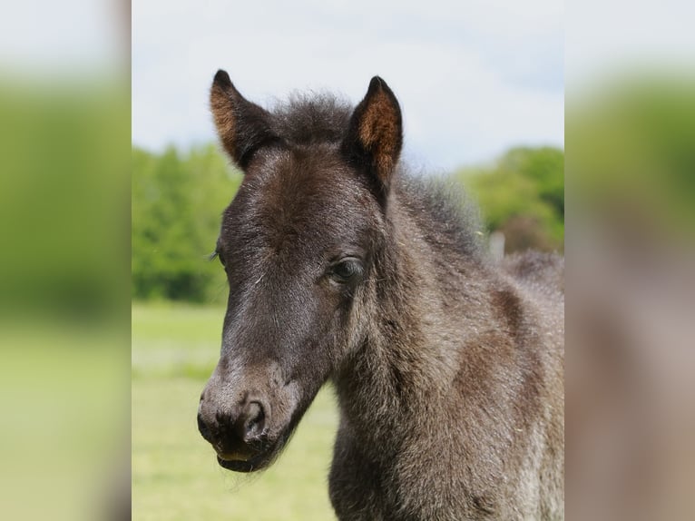 Pony Islandese Giumenta  140 cm Morello in Südlohn