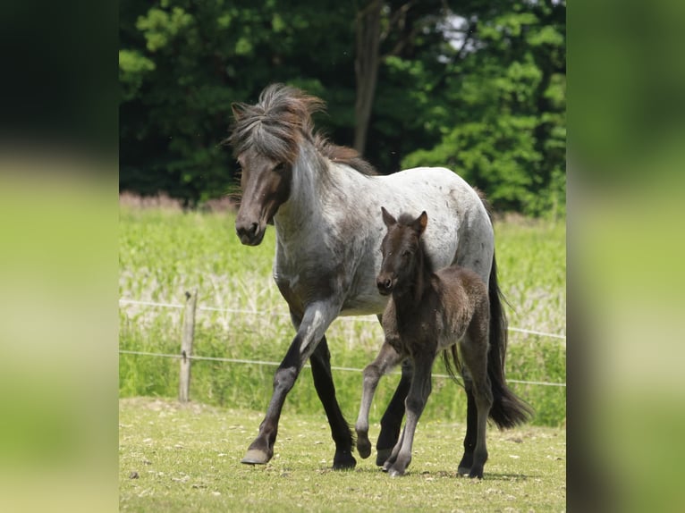 Pony Islandese Giumenta  140 cm Morello in Südlohn
