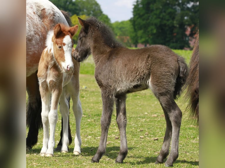 Pony Islandese Giumenta  140 cm Morello in Südlohn