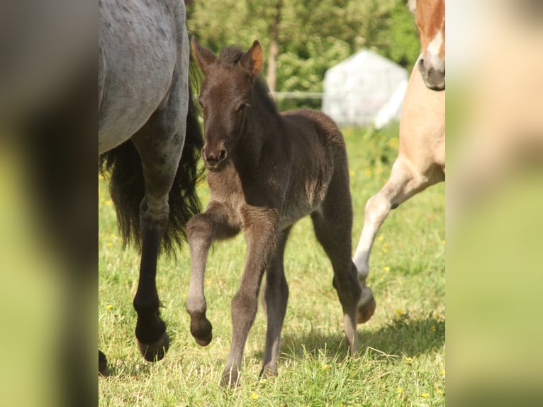 Pony Islandese Giumenta  140 cm Morello in Südlohn