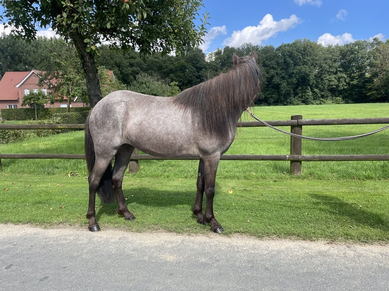 Pony Islandese Giumenta  140 cm Morello in Südlohn
