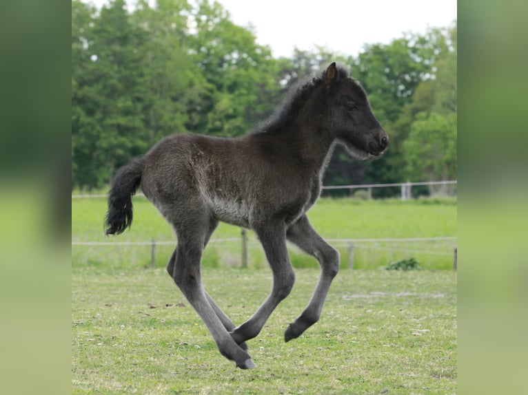 Pony Islandese Giumenta  140 cm Morello in Südlohn