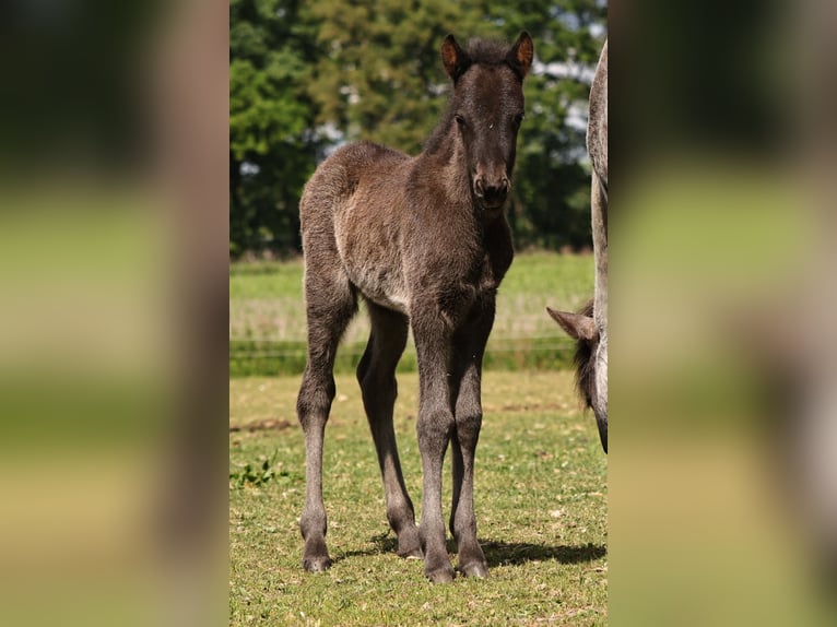Pony Islandese Giumenta  140 cm Morello in Südlohn