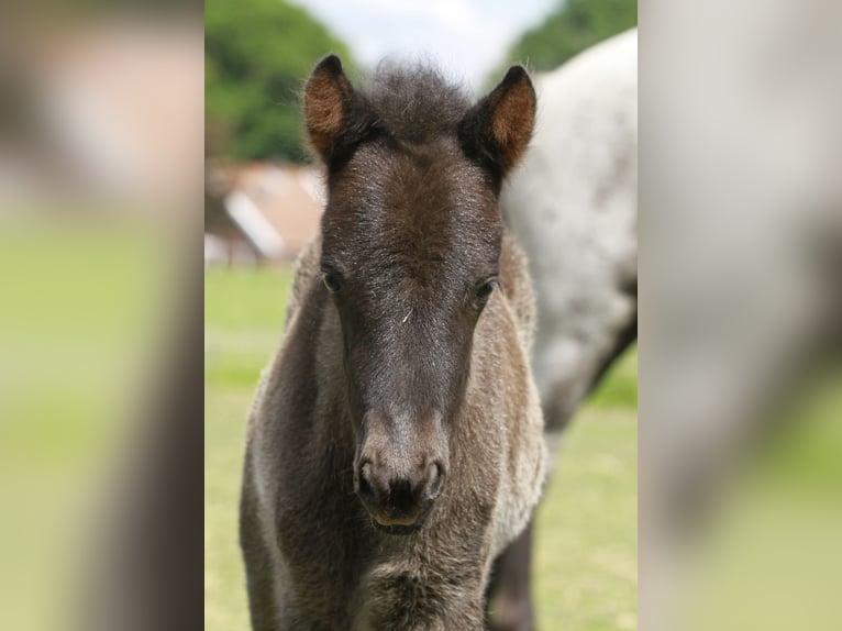Pony Islandese Giumenta  140 cm Morello in Südlohn