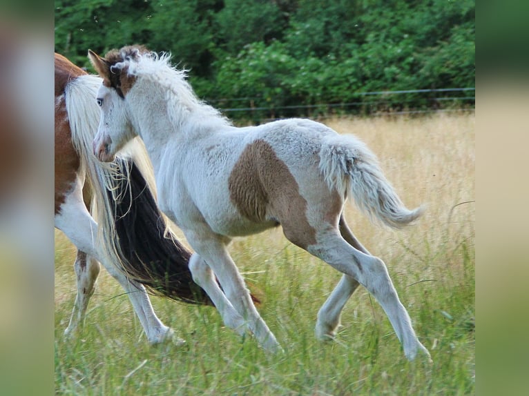 Pony Islandese Giumenta Puledri (05/2025) 140 cm Pezzato in Saarland