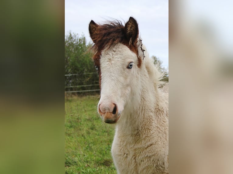 Pony Islandese Giumenta Puledri (05/2025) 140 cm Pezzato in Saarland