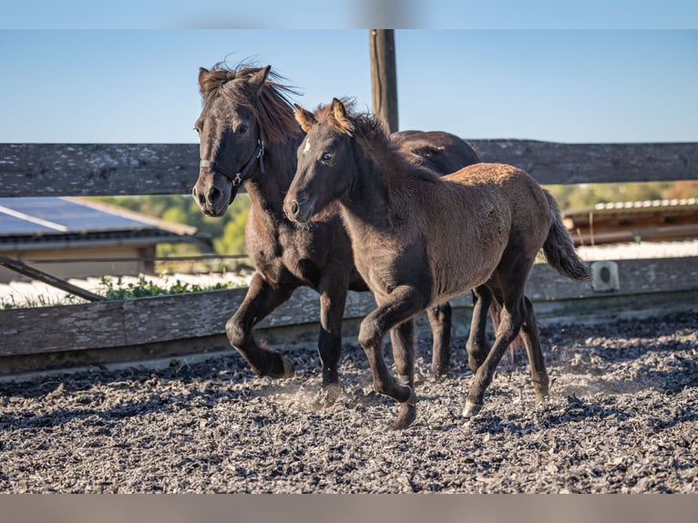 Pony Islandese Giumenta Puledri (07/2026) 142 cm Morello in Aichtal