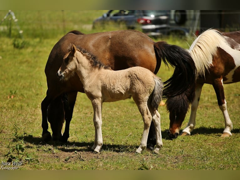 Pony Islandese Giumenta  144 cm Falbo in Lauterhofen