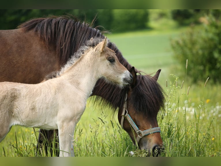 Pony Islandese Giumenta  144 cm Falbo in Lauterhofen