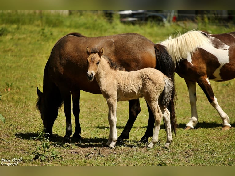 Pony Islandese Giumenta  144 cm Falbo in Lauterhofen