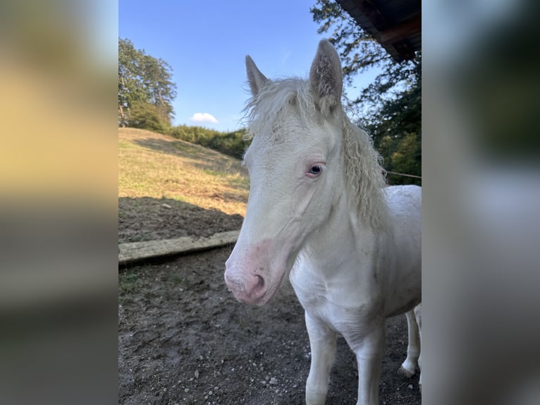 Pony Islandese Giumenta  145 cm Bianco in Breitenfurt bei Wien