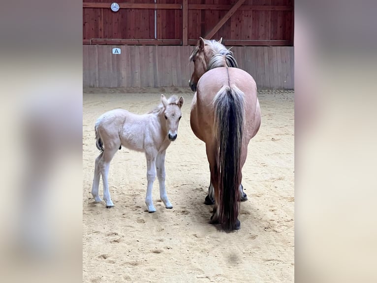 Pony Islandese Giumenta Puledri (01/2025) 145 cm Palomino in W&#xF6;llersdorf