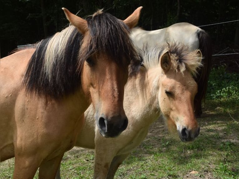 Pony Islandese Giumenta Puledri (01/2025) 145 cm Palomino in W&#xF6;llersdorf