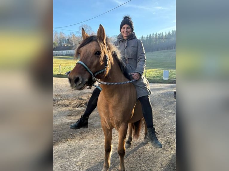 Pony Islandese Giumenta Puledri (01/2025) 145 cm Palomino in W&#xF6;llersdorf