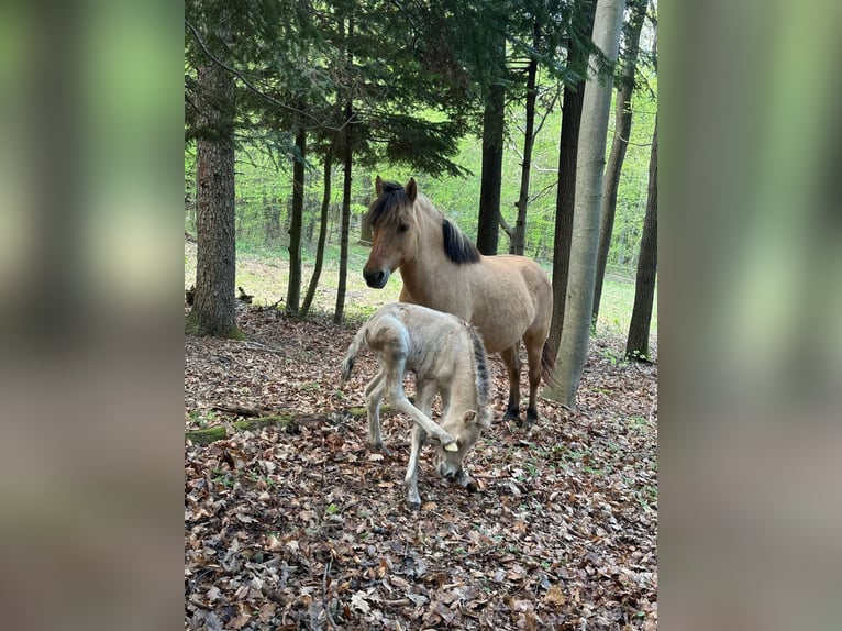 Pony Islandese Giumenta Puledri (01/2025) 145 cm Palomino in W&#xF6;llersdorf