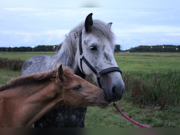 Pony Islandese Mix Giumenta Puledri (05/2025) 155 cm Champagne in Tuitjenhorn