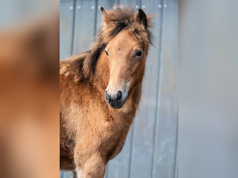 Pony Islandese Giumenta Puledri (05/2026) Baio in Horst