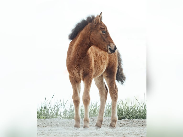 Pony Islandese Giumenta Puledri (03/2026) Baio in Magdalensberg