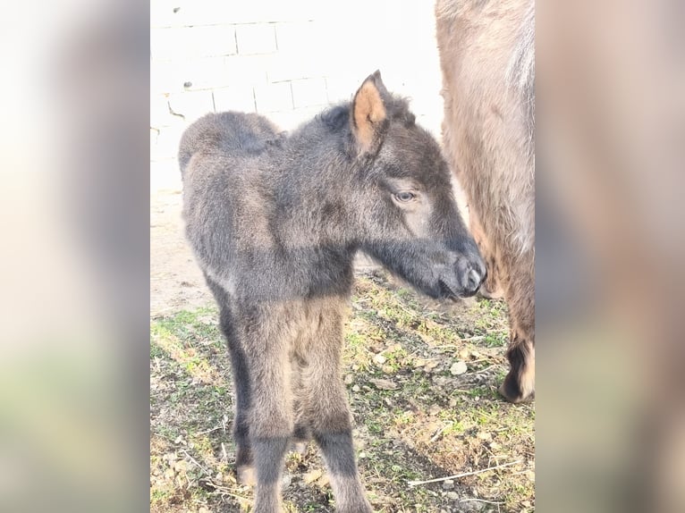 Pony Islandese Giumenta Puledri (03/2026)  in St. Peter in der Au-Dorf