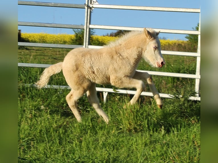 Pony Islandese Giumenta Puledri (04/2026) Falbo in Saarland
