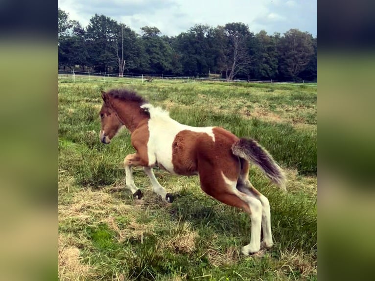 Pony Islandese Giumenta Puledri (07/2026) Pezzato in Neustadt am Rübenberge