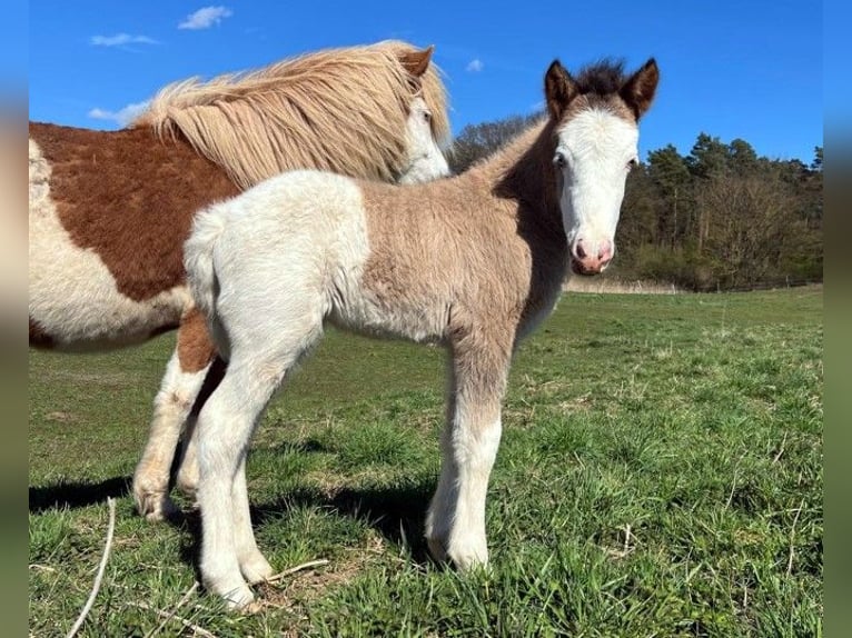 Pony Islandese Giumenta Puledri (04/2026) Pezzato in Neustadt am Rübenberge