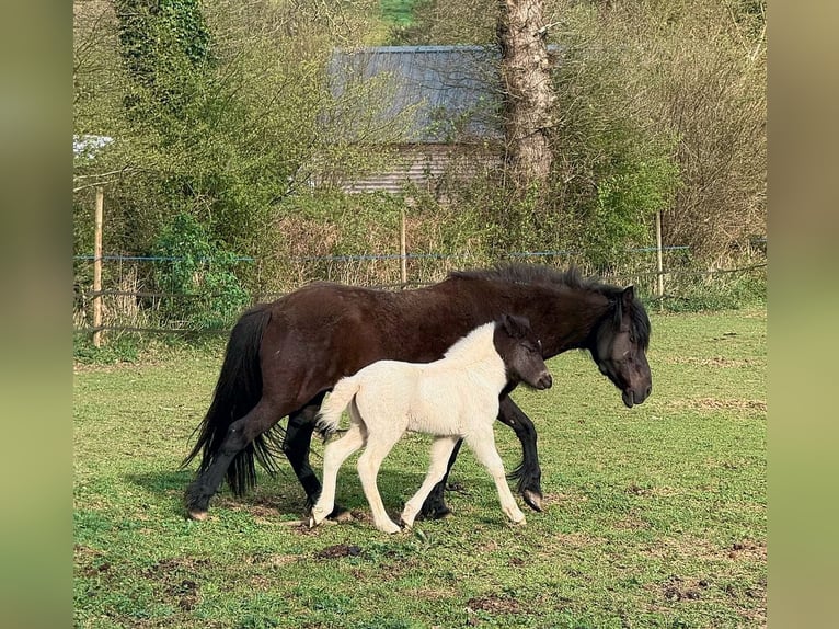 Pony Islandese Giumenta Puledri (05/2026) Tobiano-tutti i colori in BEAUCE