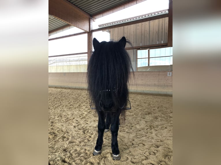 Pony Islandese Stallone 10 Anni 137 cm Morello in Toblaten