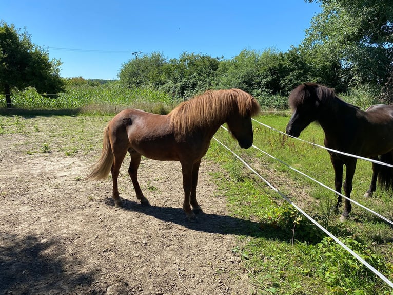 Pony Islandese Stallone 10 Anni 140 cm Sauro scuro in Haßloch