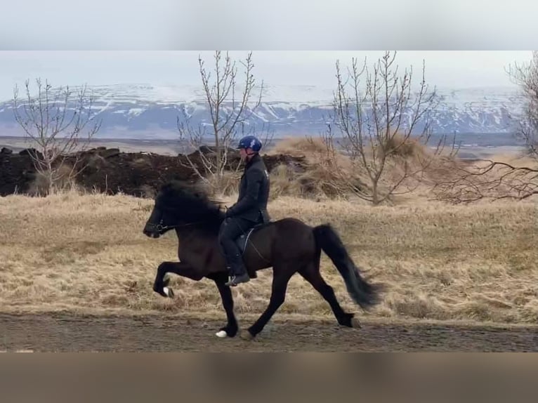 Pony Islandese Stallone 10 Anni 150 cm Morello in Mining