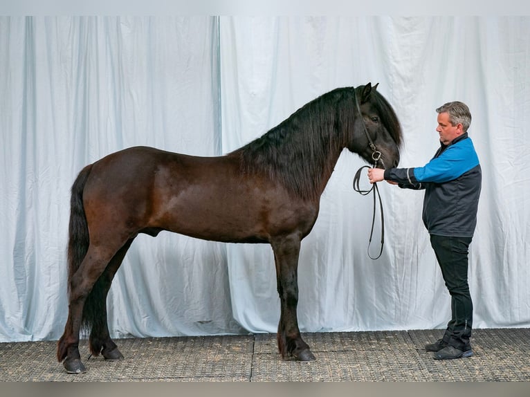 Pony Islandese Stallone 10 Anni 150 cm Morello in Mining