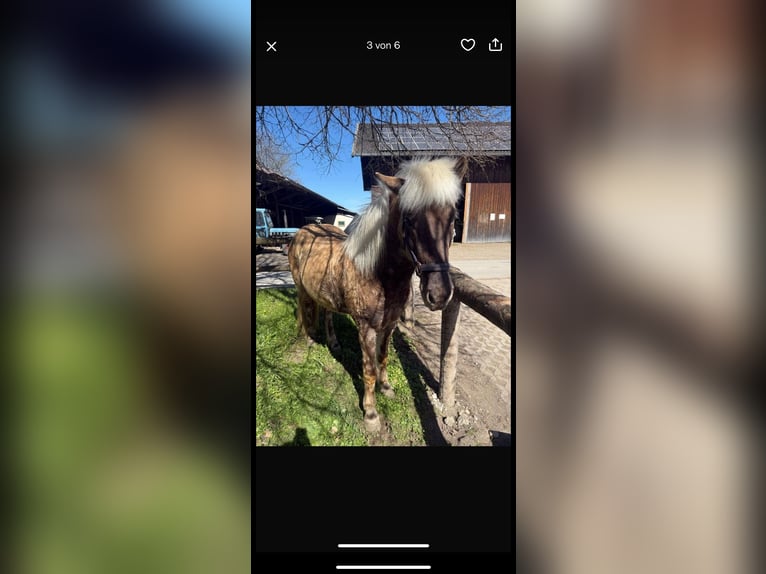 Pony Islandese Stallone 10 Anni in Obers&#xF6;chering