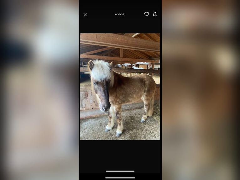 Pony Islandese Stallone 10 Anni in Obers&#xF6;chering