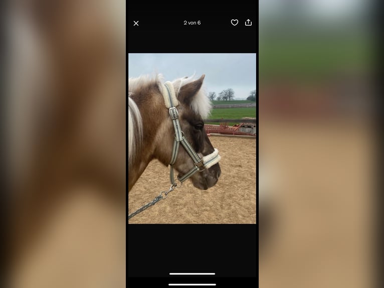 Pony Islandese Stallone 10 Anni in Obers&#xF6;chering