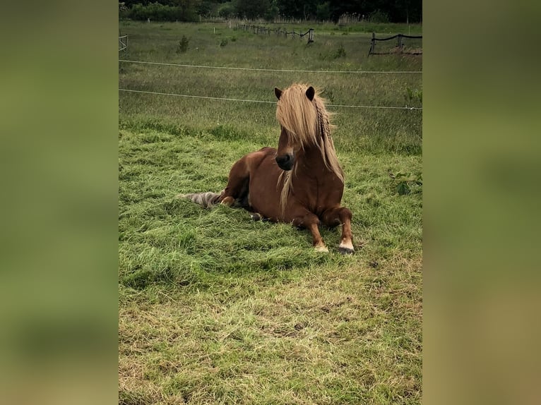 Pony Islandese Stallone 11 Anni 137 cm Sauro in Lehre