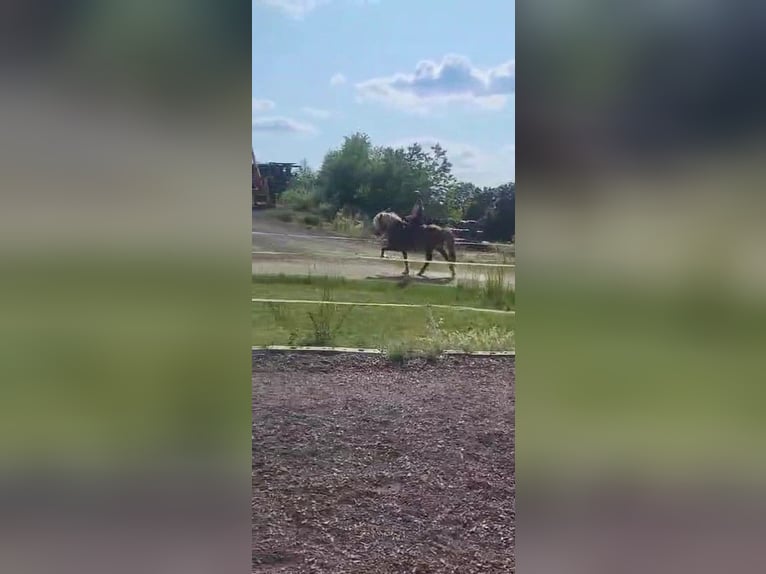 Pony Islandese Stallone 11 Anni 141 cm Sauro in Saarbr&#xFC;cken
