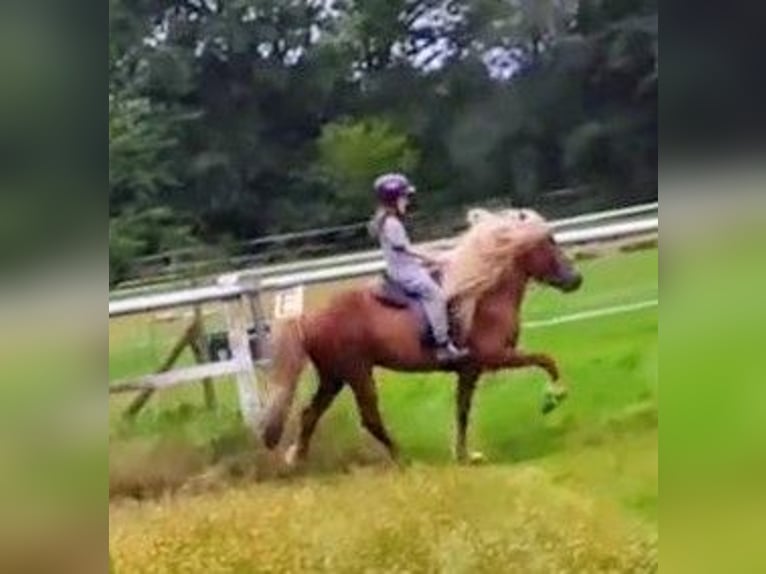 Pony Islandese Stallone 11 Anni 141 cm Sauro in Saarbr&#xFC;cken