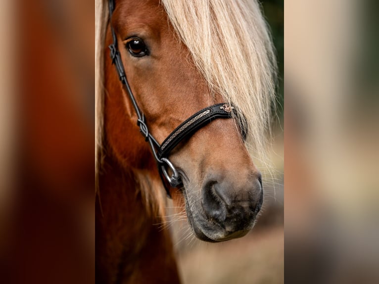Pony Islandese Stallone 11 Anni 141 cm Sauro in Saarbr&#xFC;cken