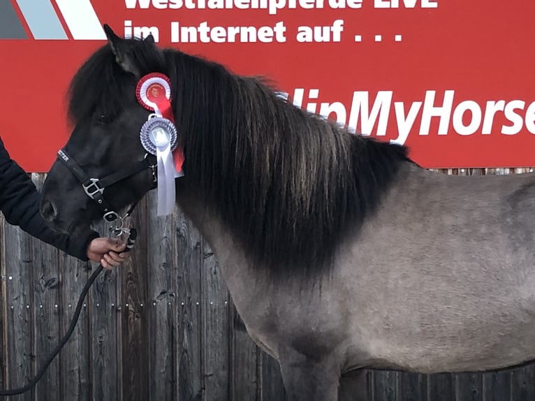 Pony Islandese Stallone 11 Anni 142 cm Falbo in Nehms