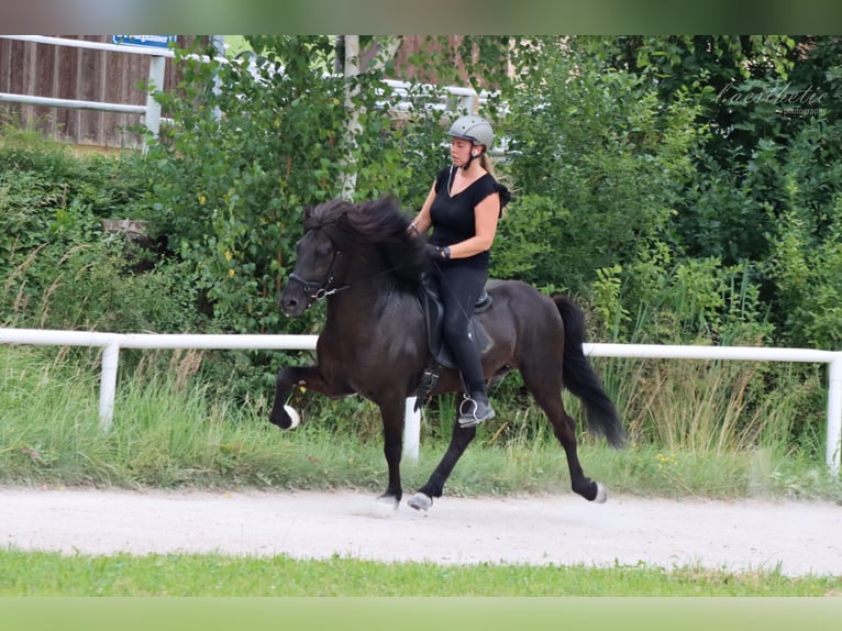 Pony Islandese Stallone 11 Anni 142 cm Morello in Straßwalchen