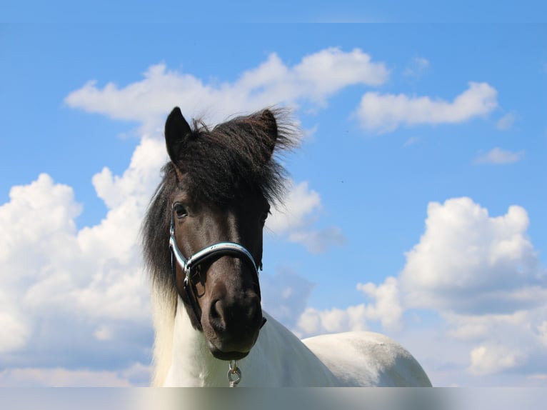 Pony Islandese Stallone 12 Anni 137 cm Pezzato in Oberstenfeld