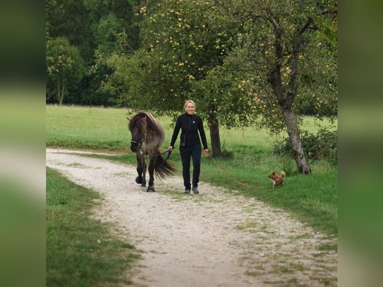 Pony Islandese Stallone 14 Anni 146 cm Falbo in Mariapfarr
