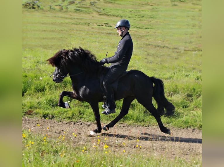 Pony Islandese Stallone 16 Anni 143 cm Morello in Wals