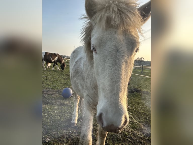 Pony Islandese Stallone 1 Anno 123 cm Perlino in BorkenBorken