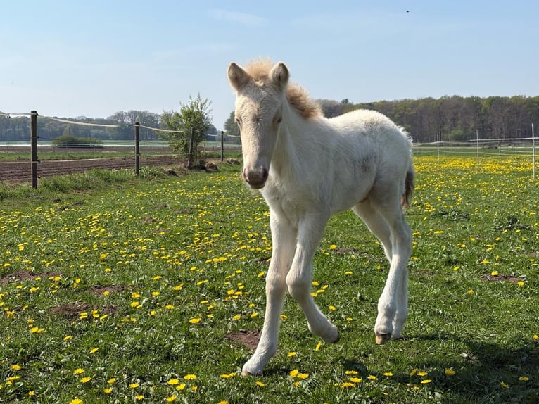 Pony Islandese Stallone 1 Anno 123 cm Perlino in BorkenBorken