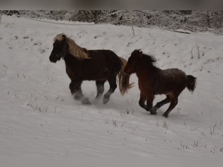 Pony Islandese Stallone 1 Anno 137 cm Baio in Kaltenborn