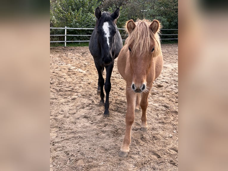 Pony Islandese Stallone 1 Anno 138 cm Red dun in Oerel