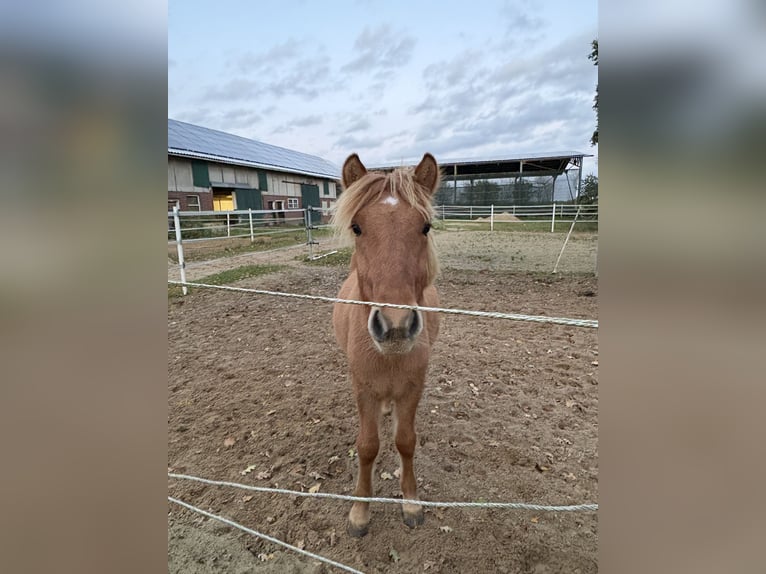 Pony Islandese Stallone 1 Anno 138 cm Red dun in Oerel