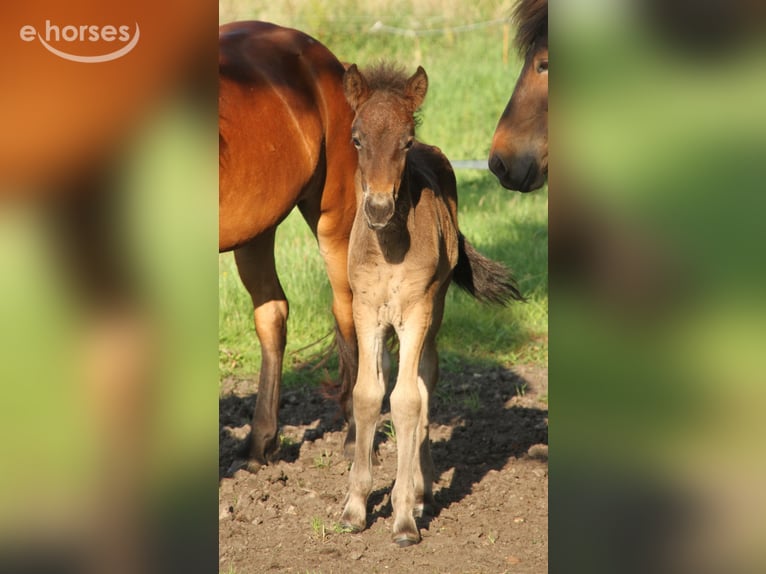 Pony Islandese Stallone 1 Anno 140 cm Baio scuro in Winterswijk Kotten