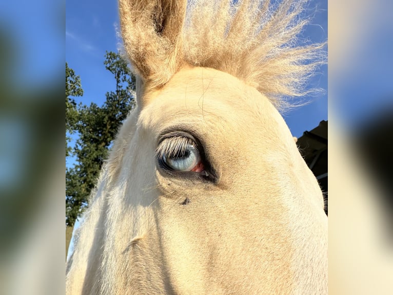 Pony Islandese Stallone 1 Anno 140 cm Pezzato in Freren